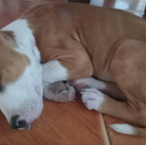 Familia busca desesperada a "Serena" la peque&ntilde;a perrita que fue robada