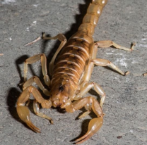 Salta mandó 220 alacranes vivos al Malbrán para crear un antídoto