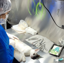 El Móvil de Castración visitará Pablo Saravia y Don Emilio la semana próxima