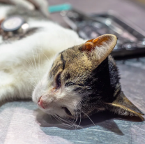 La semana que viene el Móvil de Castración estará en Tres Cerritos y el Monumento 20