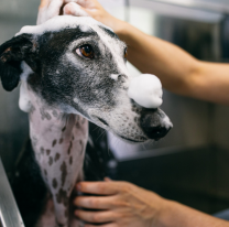 Darán un nuevo curso gratuito de peluquería canina 