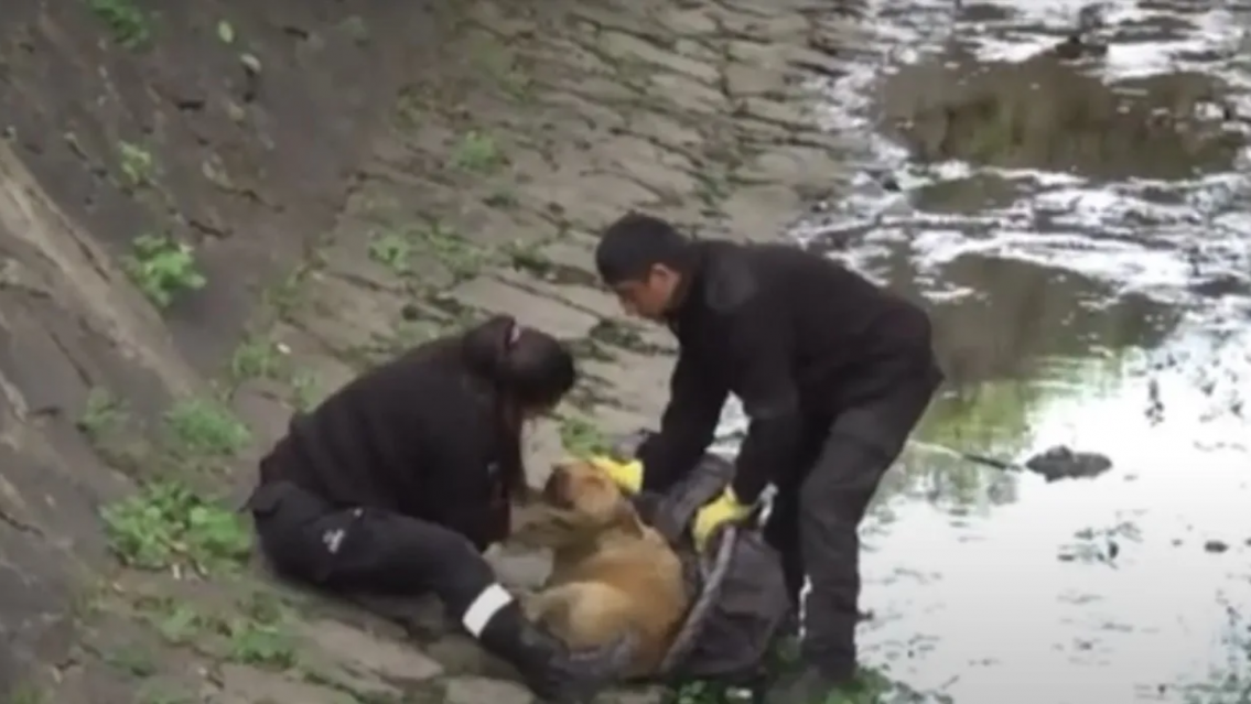 Rescataron a una perrita abandonada dentro del canal Esteco