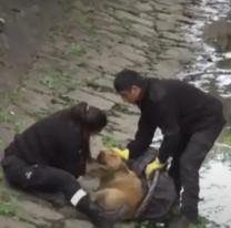 Rescataron a una perrita abandonada dentro del canal Esteco