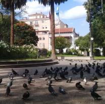 Piden a salte&ntilde;os y turistas no alimentar a las palomas que est&aacute;n en Plaza 9 de Julio