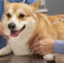 Continúa la vacunación antirrábica en el barrio Santa Victoria