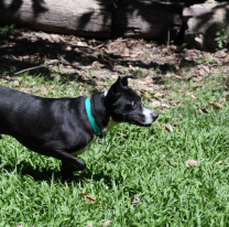 Piden adoptar a perros ciegos y adultos del "Centro de Adopciones Matías Nicolás Mancilla"