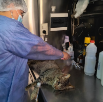El Móvil de Castración trabajará la próxima semana en Santa Ana 1