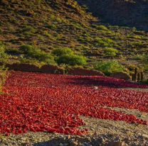 Nación aprobó el protocolo de producción del pimentón del Valle Calchaquí