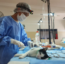 Realizarán este viernes una castración masiva de mascotas en el barrio 20 de Febrero