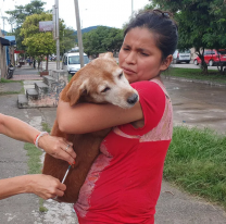 ¡Atención salteños! se vacunará contra la rabia en distintos barrios de la ciudad