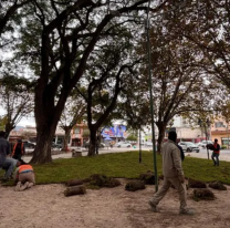 Embellecen y reverdecen la Plaza Alvarado