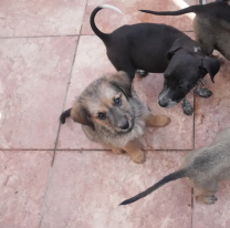 Tras la jornada de adopción tres perritos tienen ahora un nuevo hogar
