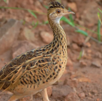 Habilitaron la temporada de caza de paloma, perdiz y liebre