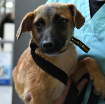 Este domingo habrá una nueva jornada de adopción en el Alto Noa Shopping