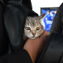 La semana que viene habrá vacunación antirrábica en distintos barrios de la ciudad