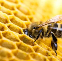 Día Mundial de las Abejas: ¿por qué se celebra el 20 de mayo?