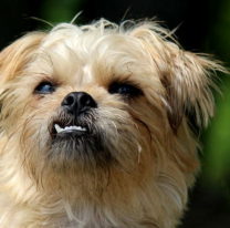 Los perros adultos adoptados, recibirán atención veterinaria gratuita en Salta