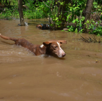 Salteños lanzaron una campaña solidaria para llevar alimento e insumos a los animales de Santa Victoria Este