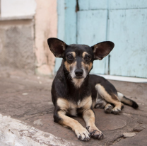 Día Nacional del Perro: celebramos a quienes nos aman sin pedir nada a cambio