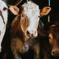 Buscan adoptantes para vacas rescatadas en Salta: más de 550 animales ya fueron liberados