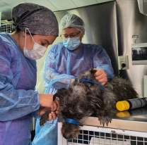 La próxima semana el Móvil de Castración atenderá en La Paz, San Benito y Libertad