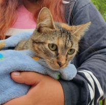 Empieza la vacunación antirrábica gratuita en barrios de zona Sudeste de la ciudad