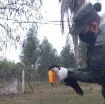 Aparecieron tucanes en Metan y piden a la población no molestarlos, ni herirlos