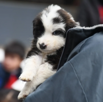 Este viernes habrá una nueva jornada de adopción de perritos en Salta