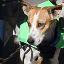 El M&oacute;vil de Castraci&oacute;n atender&aacute; en Don Emilio, Morosini, San Remo y San Calixto