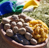 Campo Quijano se prepara para la "Fiesta de la Papa Andina"