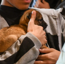 El M&oacute;vil de Castraci&oacute;n atender&aacute; en Juan Manuel de Rosas y San Carlos