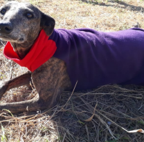 Salteñitos donaron abrigos y dinero para ayudar a perritos callejeritos