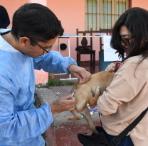 La próxima semana habrá vacunación antirrábica en los barrios de Salta