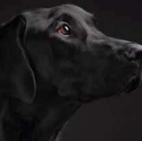 Día Mundial del Perro: por qué se conmemora hoy y cuál es su origen