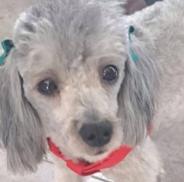 Dueños desesperados ofrecen $100 mil por una perrita desaparecida en Salta