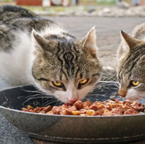 Habrá un taller gratuito sobre alimentación para los animales de compañía