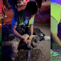 Fuerte operativo de asistencia y cuidado animal, durante y después del incendio