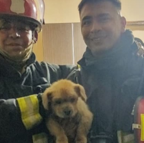 Bomberos salteños le salvaron la vida a un perrito ciego atrapado en un incendio