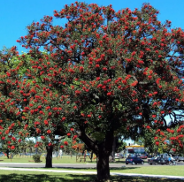 Día del Árbol: por qué se celebra el 29 de agosto