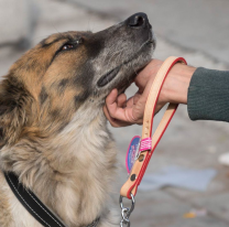 "Los animales no son peregrinos" importante comunicado de la Comisión de la Puna
