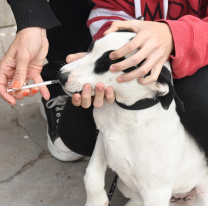 La próxima semana habrá vacunación antirrábica en Mosconi y Lamadrid