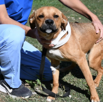 Identificarán con collares a los perros callejeros que acompañen a los peregrinos durante el Milagro