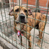 Rescataron a 33 perros extraviados durante la fiesta del Milagro