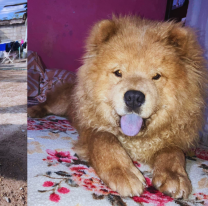 Se perdió "Osito" y sus dueños ofrecen recompensa para que vuelva a casa