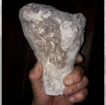 &iexcl;Hist&oacute;rico! excepcional hallazgo de restos f&oacute;siles al sur del Valle de Cianca