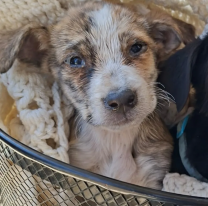 Este es el cronograma de vacunación antirrábica para esta semana
