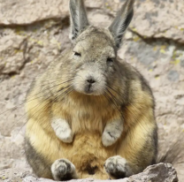 La vizcacha, el curioso roedor que habita en Salta