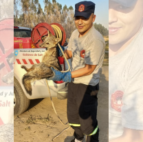 Un zorro fue liberado en su habita natural tras ser hallado en una casa de Orán