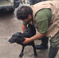 Rescataron un perro que se encontraba atrapado en un canal de desagüe