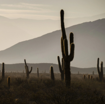 La Leyenda del Cardón: un amor que floreció en los cerros salteños
